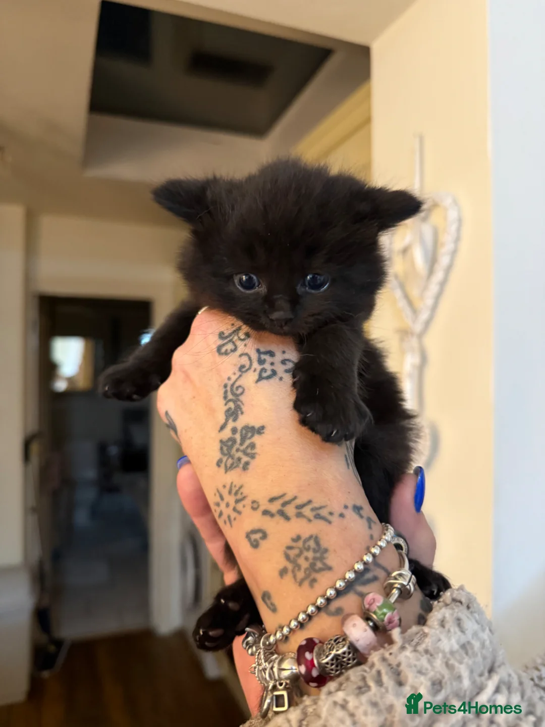 Mixed Breed cats for sale: 3 gorgeous kittens for sale in Crowthorne - Advert 1