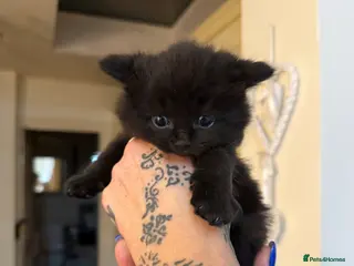 Mixed Breed cats 3 gorgeous kittens for sale - Advert 1