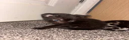 Mixed Breed cats for sale: Kittens in Dudley - Advert 3