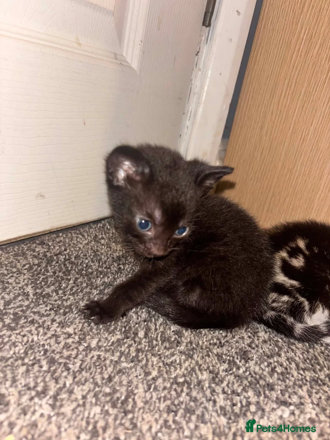 Mixed Breed cats for sale: Kittens in Dudley - Advert 3