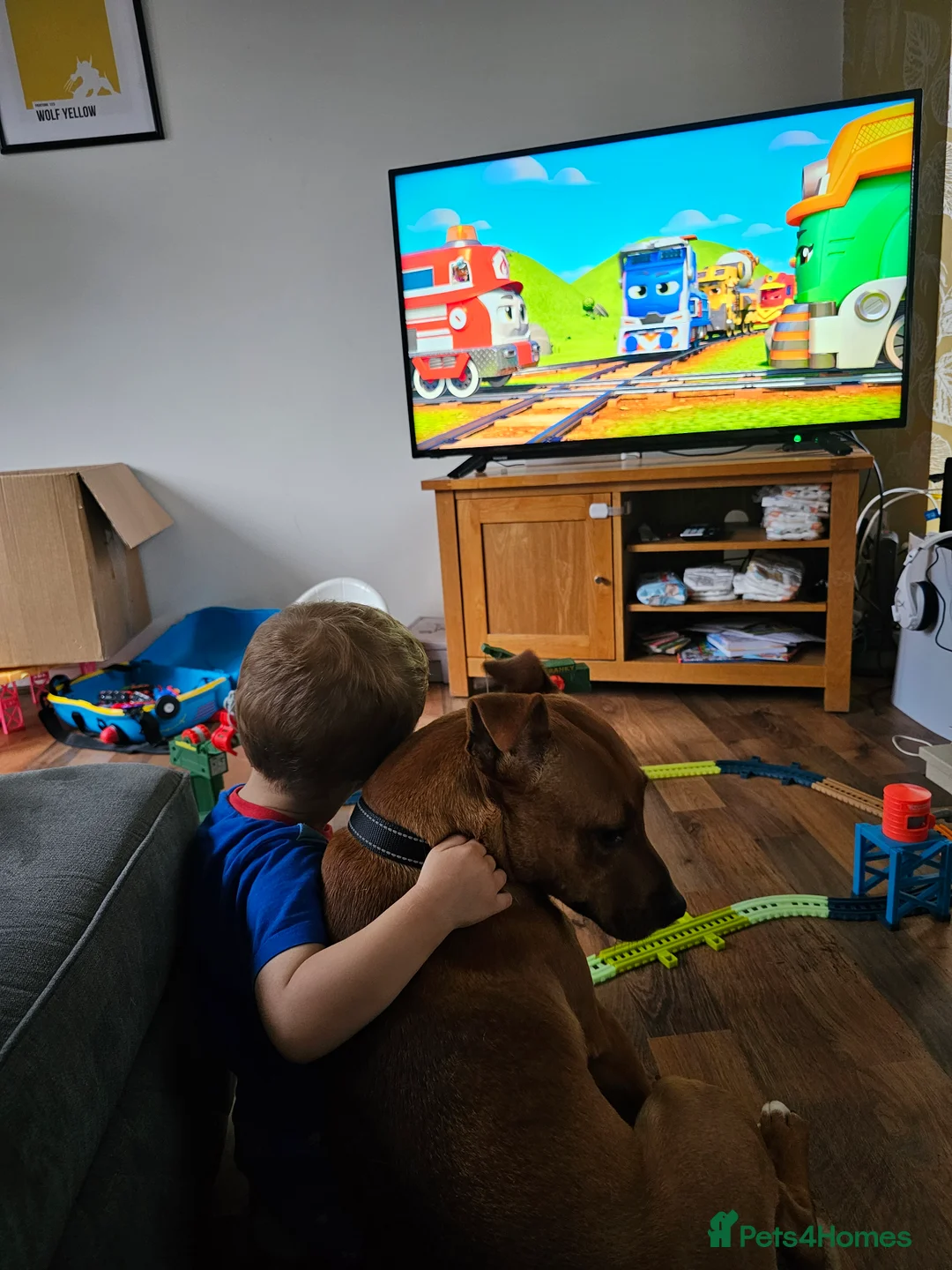 Mixed Breed dogs for sale: Red Staffordshire bull terrier  in Manchester - Advert 5