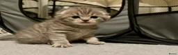 Scottish Fold cats for sale: Bristhis Short Hair for Sale  - Advert 3