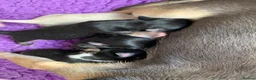 Chihuahua dogs for sale: 5* LICENSED GORGEOUS💕 KC CHIHUAHUA LITTER - Advert 6