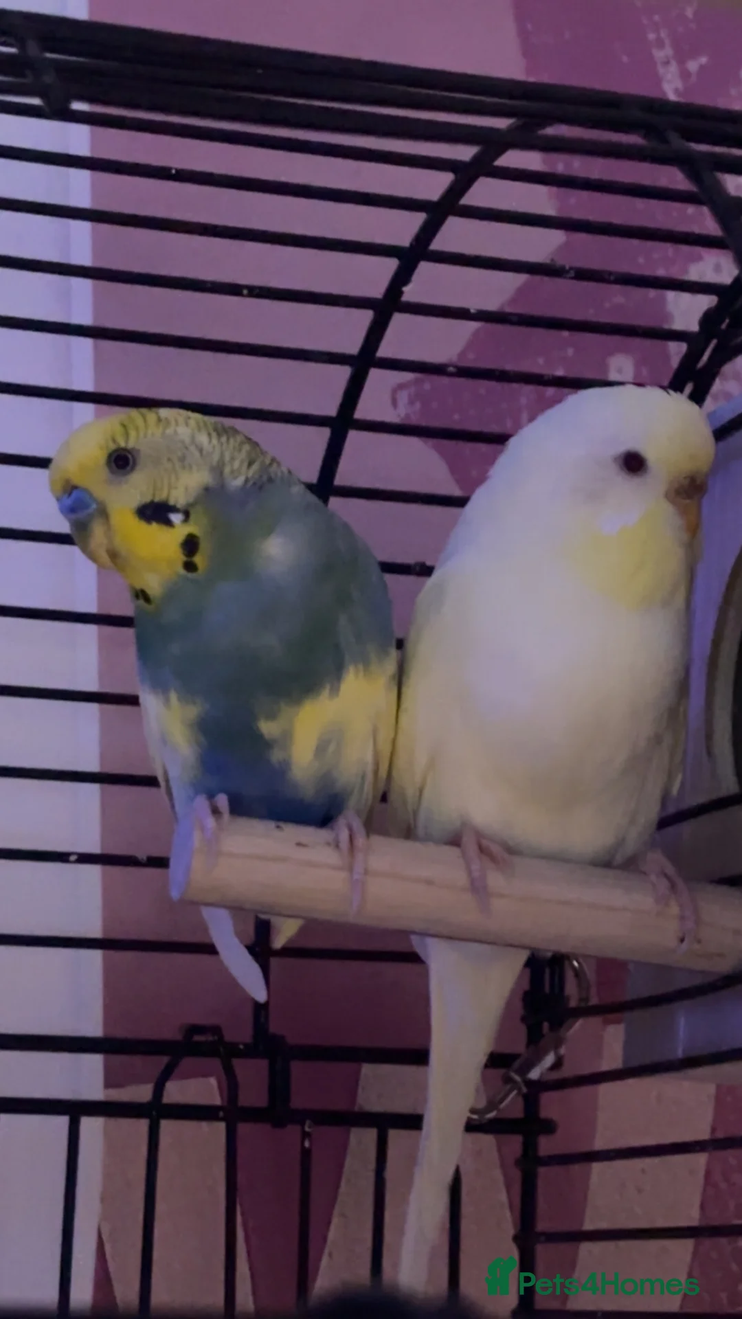 Budgerigars birds for sale: bonded budgie pair in Liverpool - Advert 1