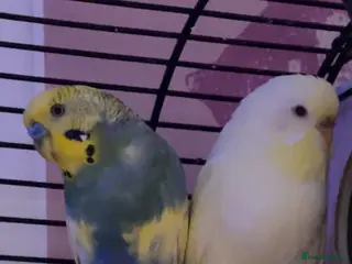 Budgerigars birds bonded budgie pair - Advert 12