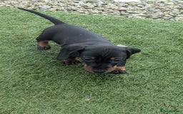 Miniature Dachshund dogs for sale: KC true to type miniature dachshund  - Image 6