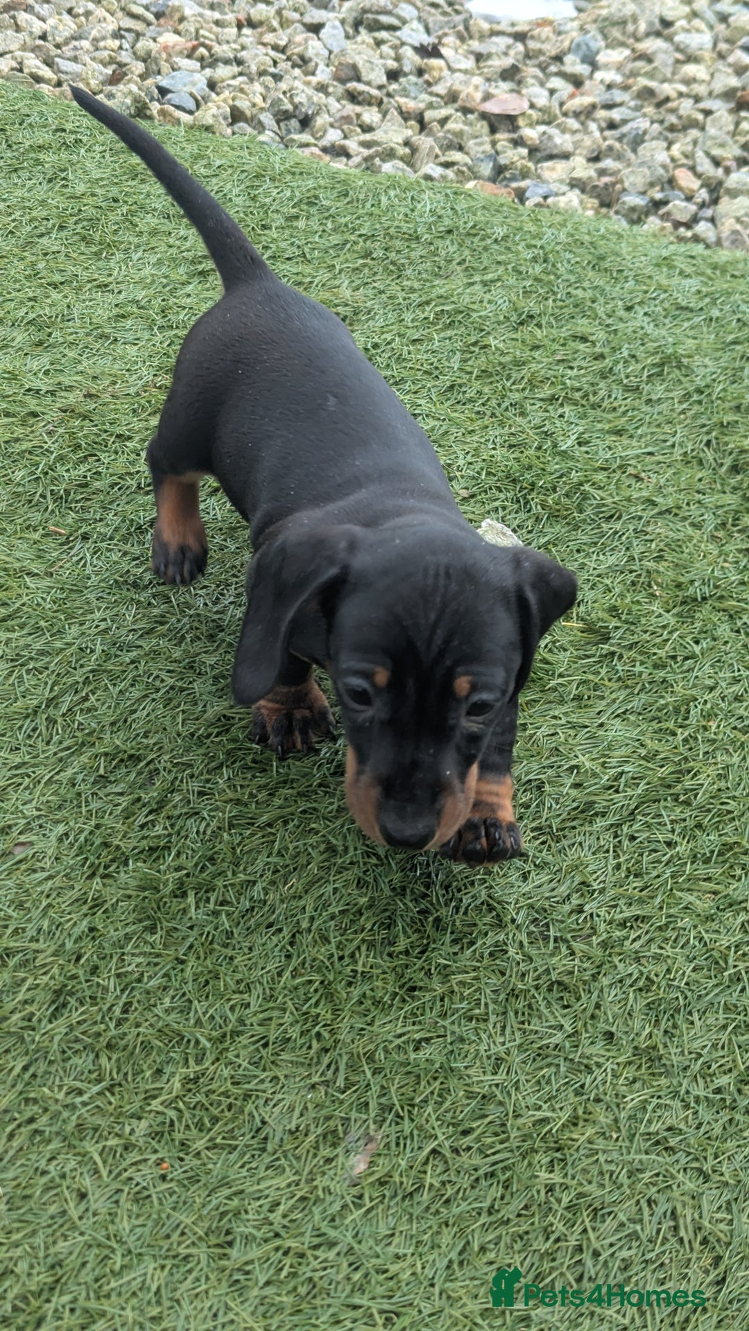 Miniature Dachshund dogs for sale: KC true to type miniature dachshund  - Image 6