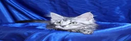 Maine Coon cats for sale: GCCF registered pedigree Maine Coon Kittens  - Advert 29