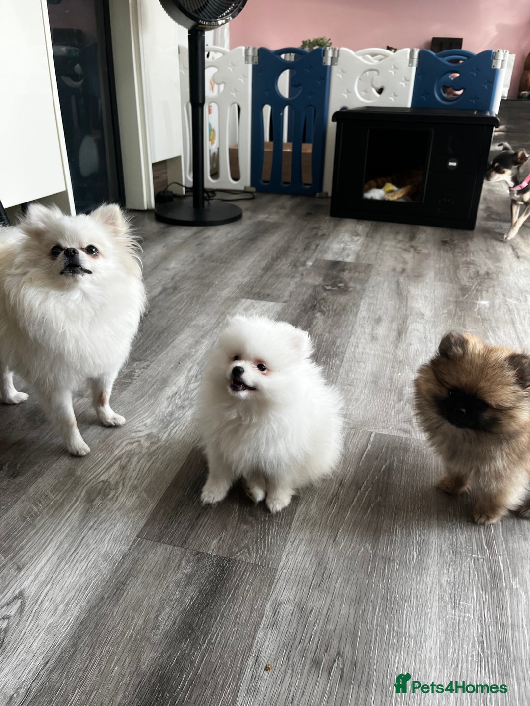Pomeranian dogs for sale: Tiny Pomeranian Girl Puppy READY NOW - Image 10