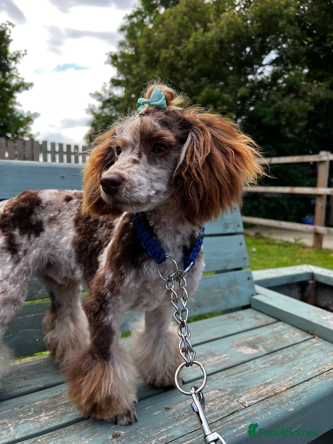 Toy Poodle dogs for stud: Chocolate Merle Toy Poodle Stud PROVEN in Doncaster - Advert 12