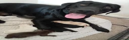 Labrador Retriever dogs for sale: 6 stunning female labrador puppies - Advert 17