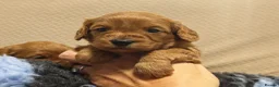 Cavapoo dogs for sale: Gorgeous Cavapoo Boy & Girl Available  in Southampton - Advert 7