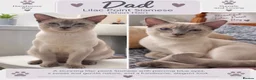Mixed Breed cats for sale: Beautiful Siamese Cross Kittens – Lilac Point Dad in Cardiff - Advert 7
