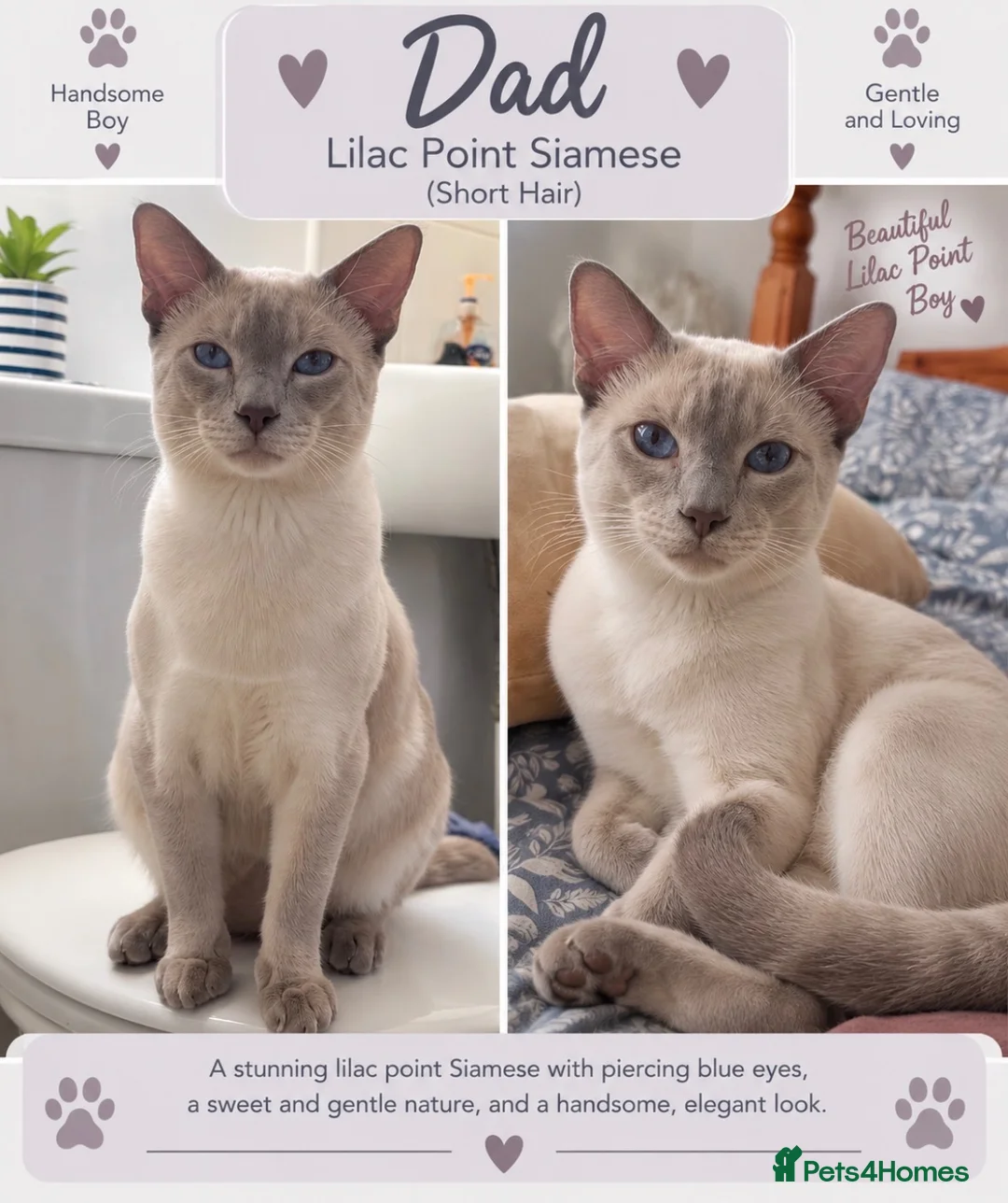 Mixed Breed cats for sale: Beautiful Siamese Cross Kittens – Lilac Point Dad in Cardiff - Advert 7