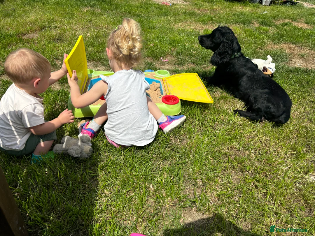 Cocker Spaniel dogs for sale: Male cocker spaniel - Advert 5