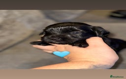 Mixed Breed dogs for sale: Shihpoo X Cocker Spaniel pups - Image 12