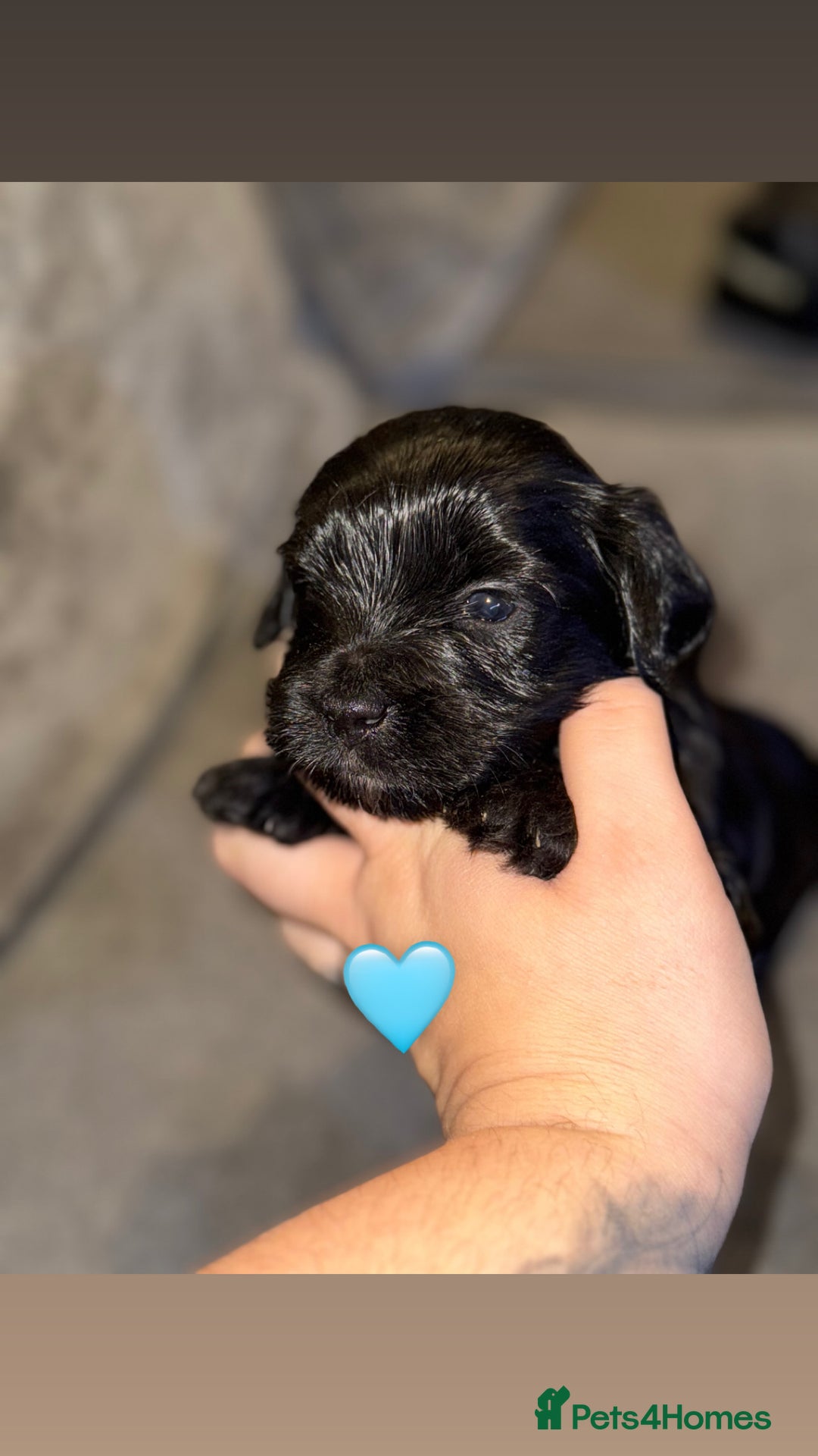 Mixed Breed dogs for sale: Shihpoo X Cocker Spaniel pups - Image 12