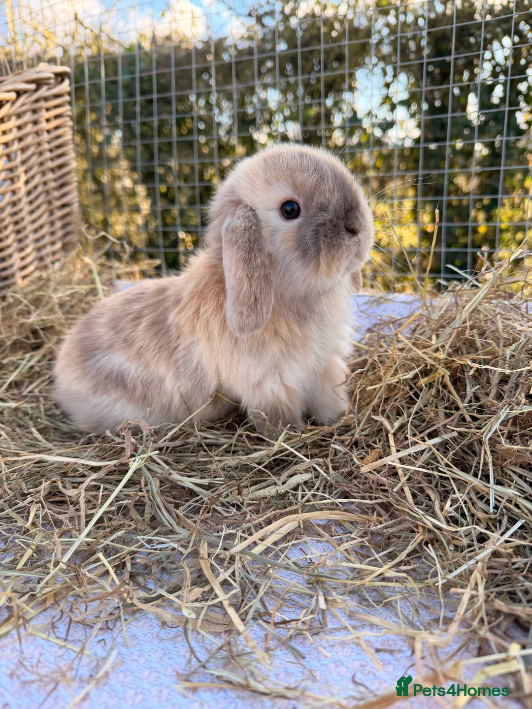 Mini Lop rabbits for sale: Gorgeous mini Lop babies  - Advert 17