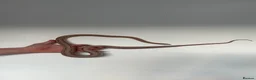 Corn Snake reptiles for sale: Male Corn Snake - Advert 4