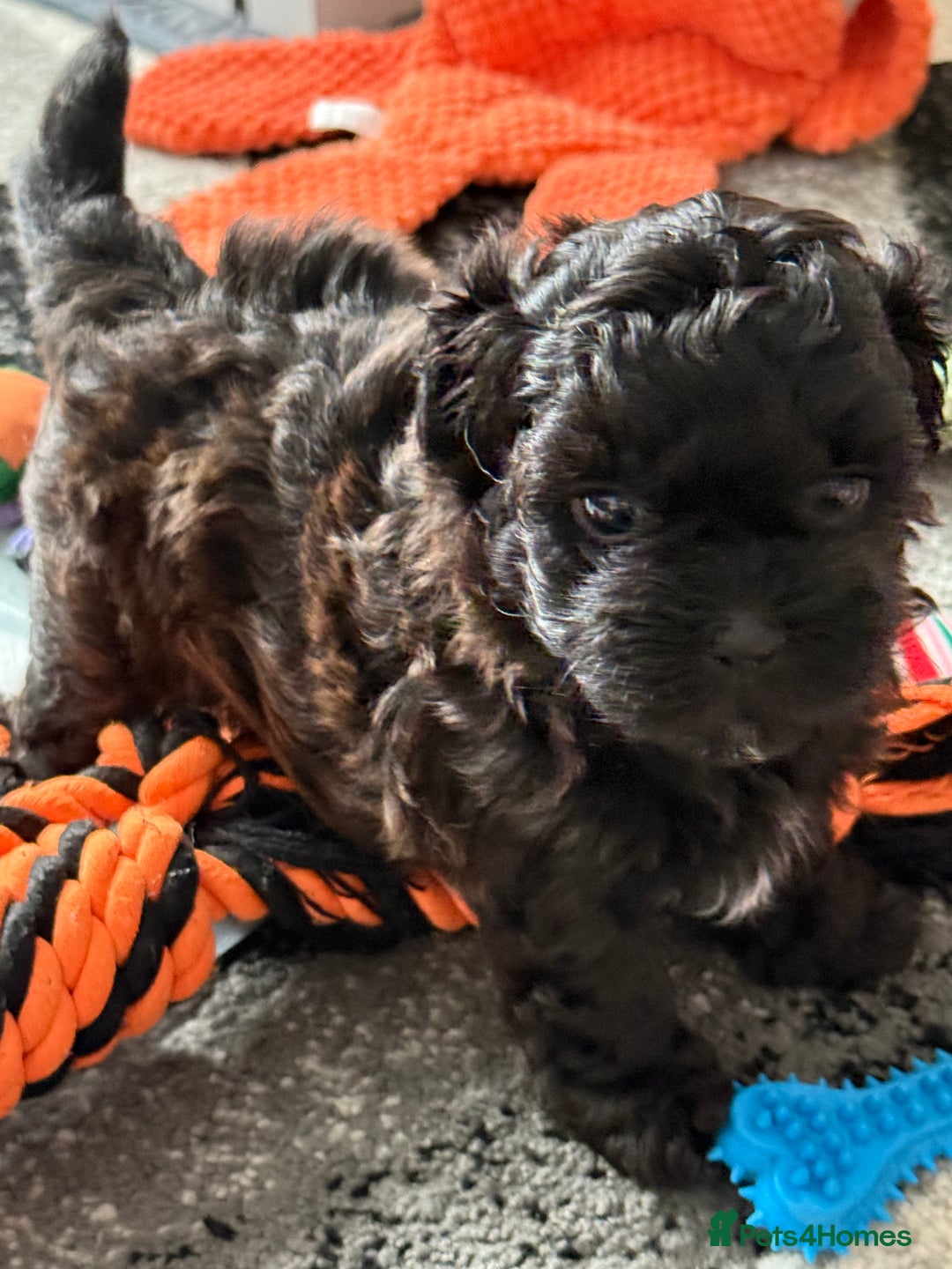 Maltipoo dogs for sale: Outstanding Malshipoo puppies - Image 11