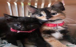 British Shorthair cats for sale: 2 Beautiful female Kittens - Image 10