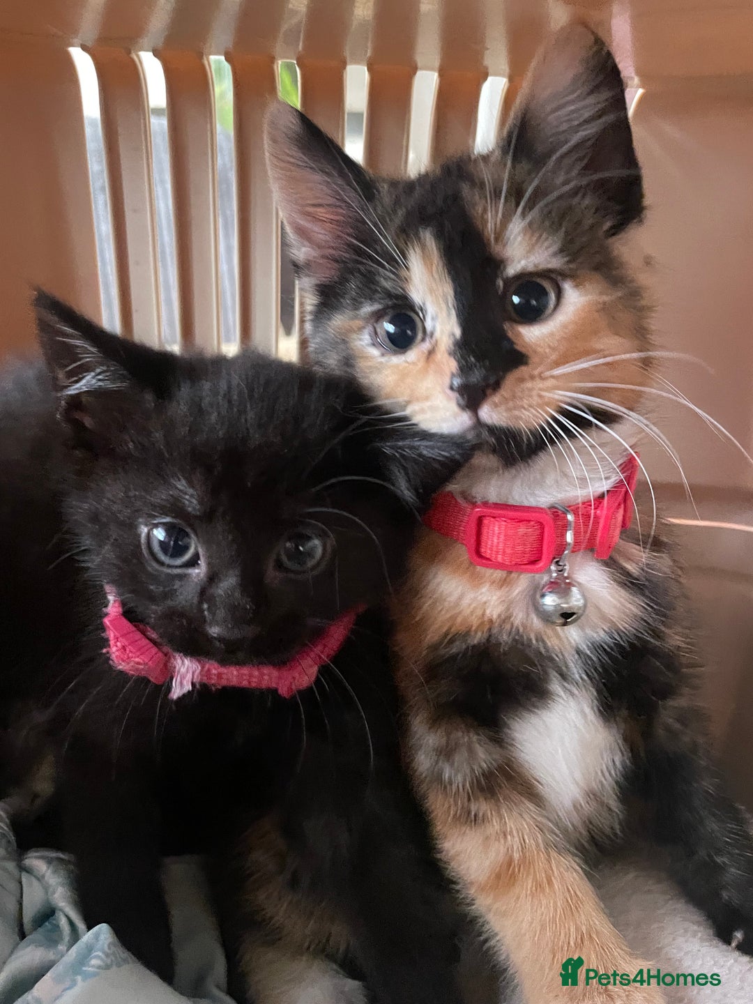 British Shorthair cats for sale: 2 Beautiful female Kittens - Image 10