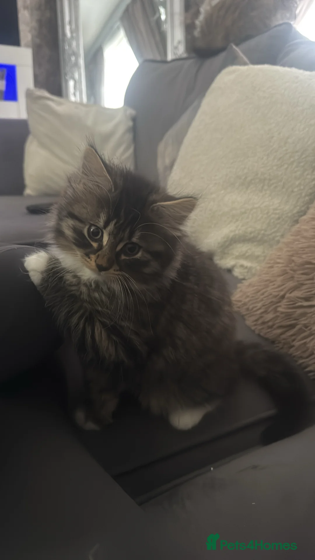 Domestic Shorthair cats for sale: male kitten  - Advert 2