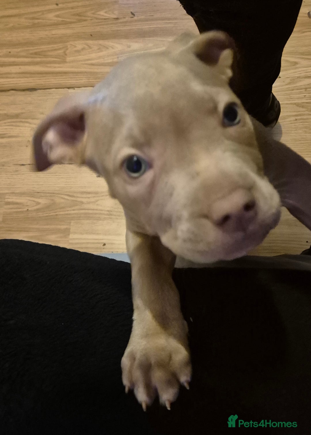 Staffordshire Bull Terrier dogs for sale: Girl Puppy 8 Weeks Old - Advert 8