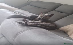 British Shorthair cats for sale: Cute male British shorthair for sale  - Image 7
