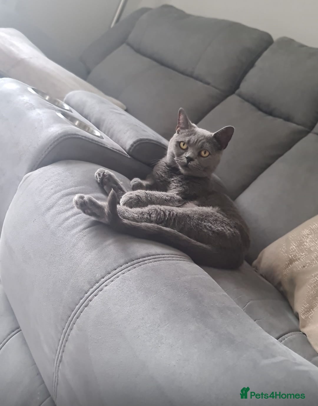 British Shorthair cats for sale: Cute male British shorthair for sale  - Image 7
