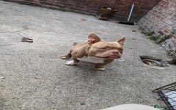 American Bulldog dogs for sale: American pocket bully  - Image 5
