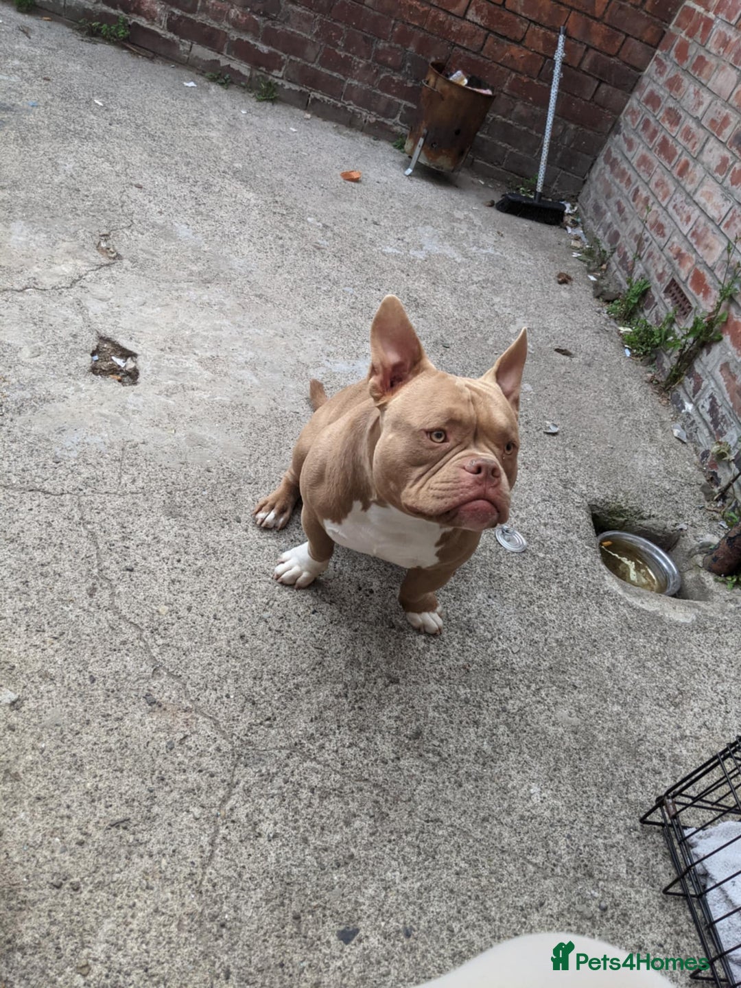 American Bulldog dogs for sale: American pocket bully  - Image 5