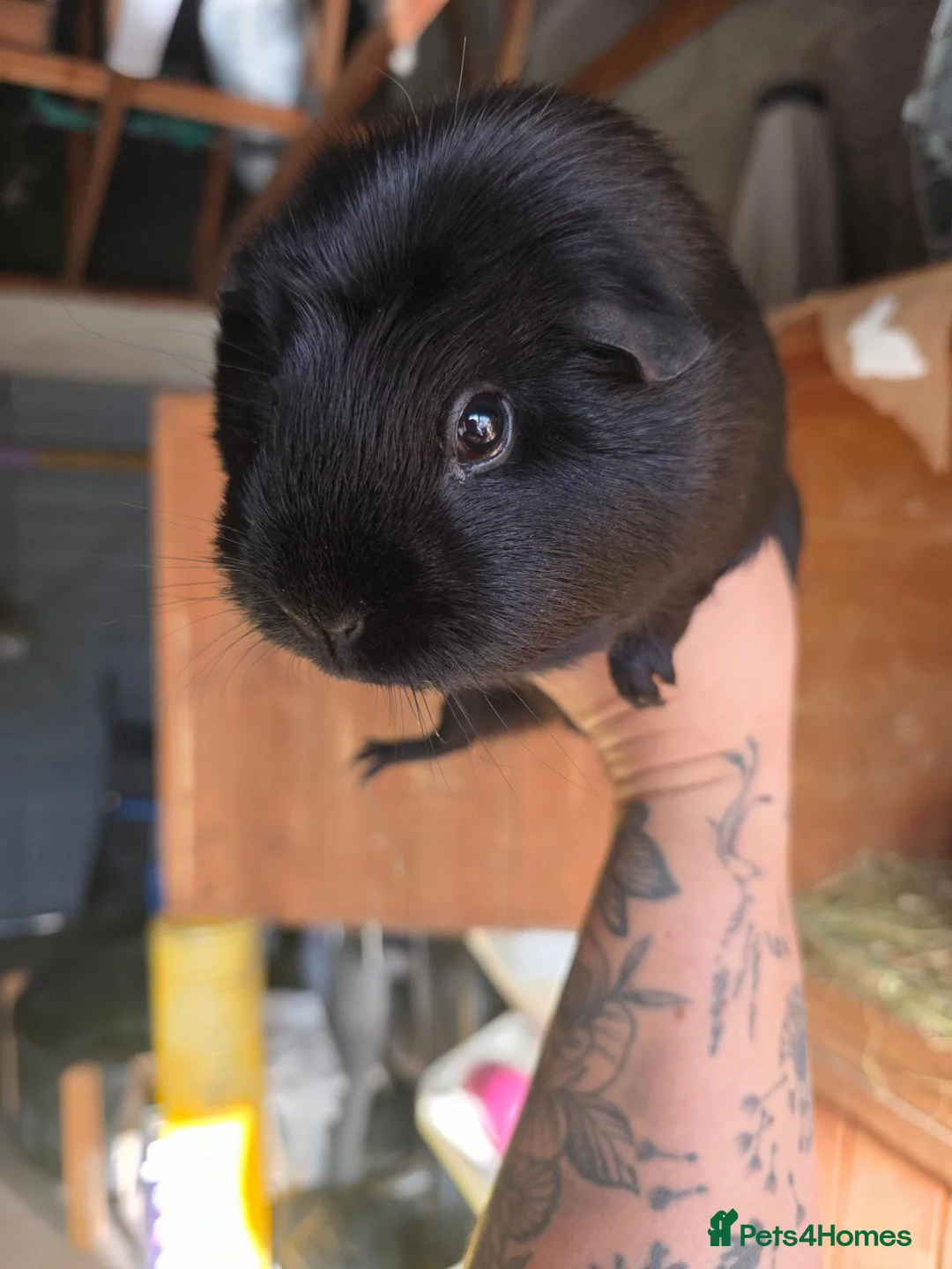 Guinea Pig rodents for sale: 2 beautiful female guinea pigs  - Advert 2