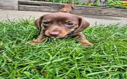Miniature Dachshund dogs for sale: Miniature sausages Kc reg  in Wigan - Image 7
