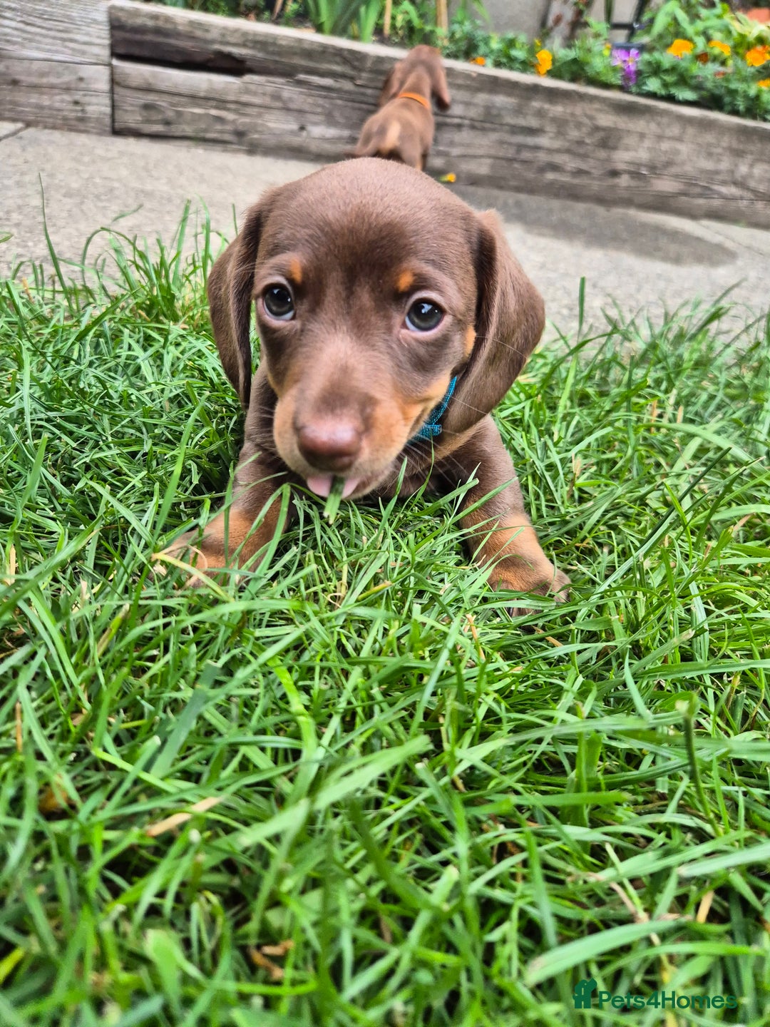 Miniature Dachshund dogs for sale: Miniature sausages Kc reg  in Wigan - Image 7