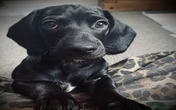 Mixed Breed dogs for sale: Black puppy with white strip on chest  - Image 3