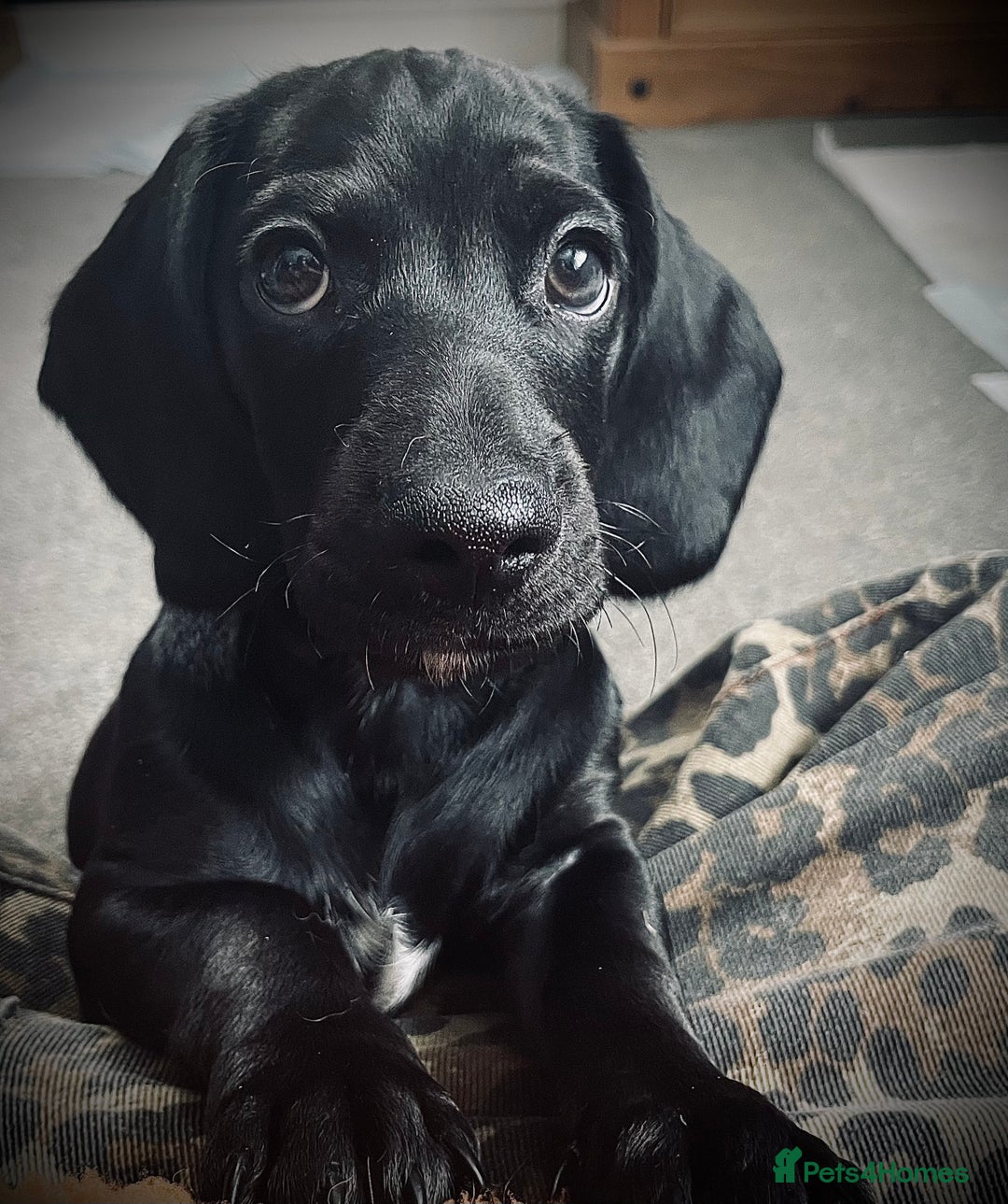 Mixed Breed dogs for sale: Black puppy with white strip on chest  - Image 3