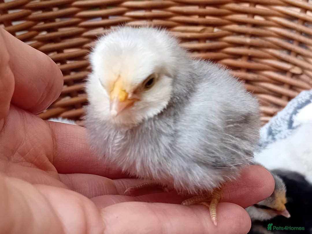 Chickens poultry for sale: Sweet Little Barbu d’Anvers Chicks Now Available - Image 18