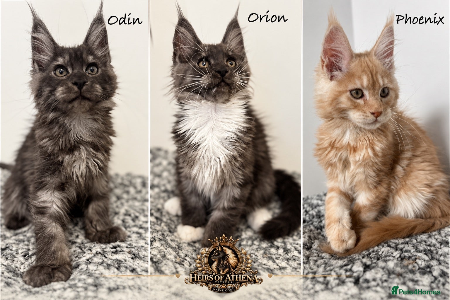 Maine Coon cats 🐾 Maine Coon Kittens TICA Registered 🐾 - Advert 1