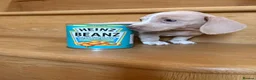 Dachshund dogs for sale: Miniature dachshund - Advert 9