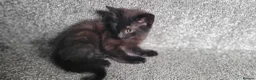 Mixed Breed cats for sale: cute kittens are looking for their new home in Gateshead - Advert 13