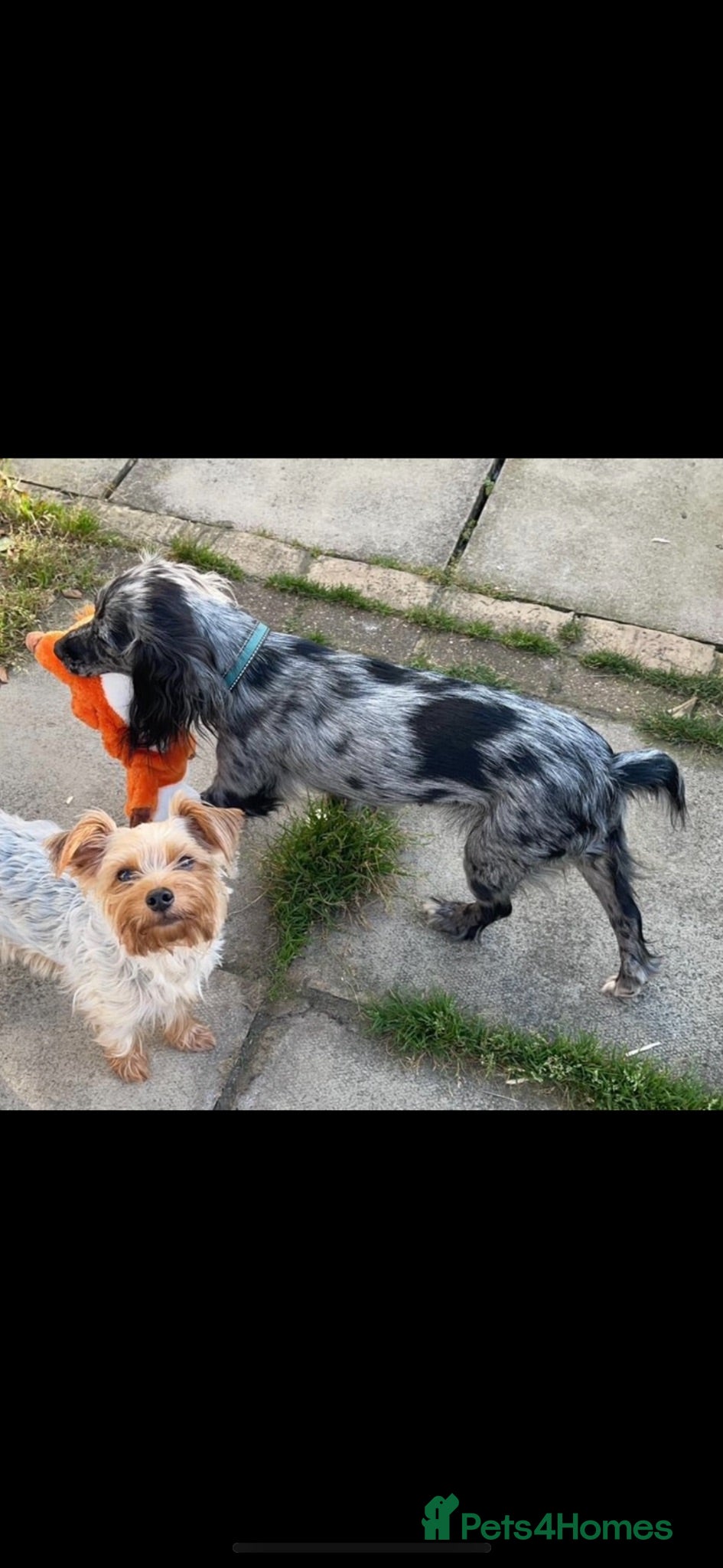 Cockapoo dogs Cockerpoos F1’s, Beautiful Merle coloured pups  - Advert 1
