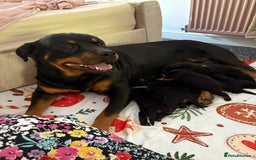 Rottweiler dogs for sale: Rottweiler puppy’s  - Image 8