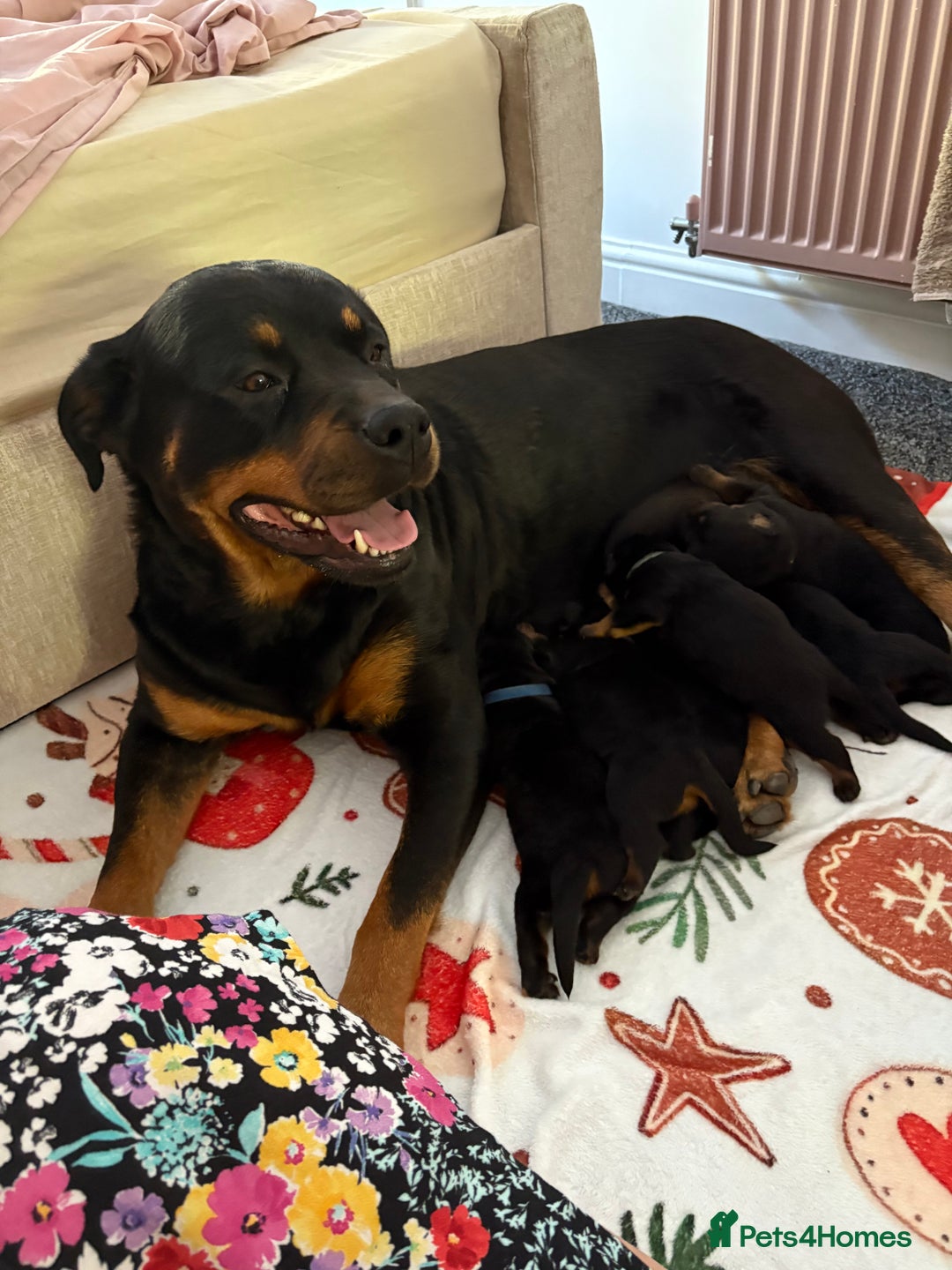 Rottweiler dogs for sale: Rottweiler puppy’s  - Image 8