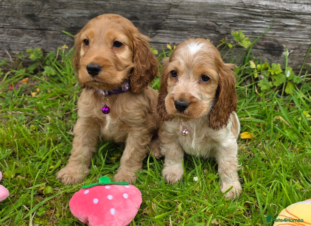 Cocker Spaniel dogs for sale: ⭐️ Show Type Cocker Spaniels ⭐️ - Image 14