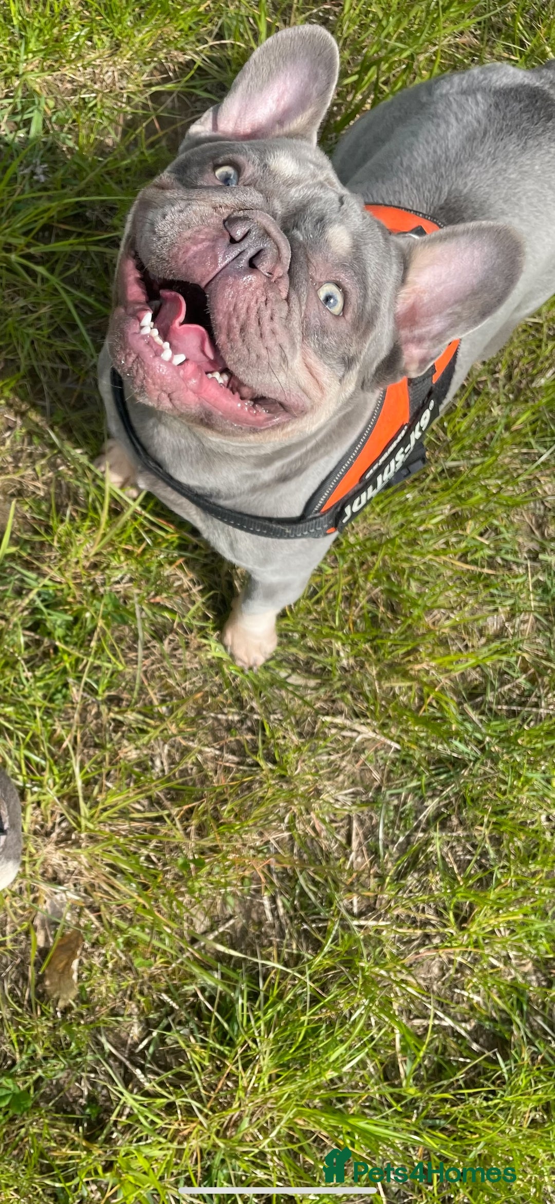 French Bulldog dogs for stud: Proven lilac & tan boy carrying cream & testable - Image 3
