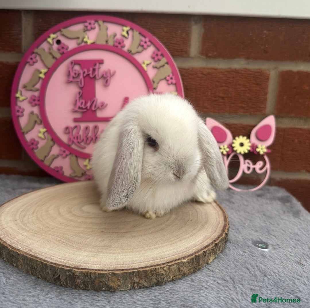 Mini Lop rabbits for sale: Pure Bred Minilops - Image 7