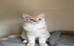 Maine Coon cats for sale: Stunning Maine coon kittens - Image 14
