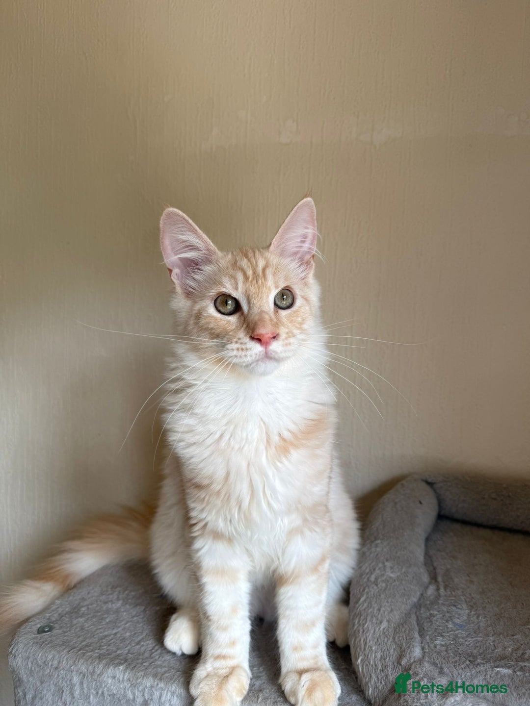 Maine Coon cats for sale: Stunning Maine coon kittens - Image 14