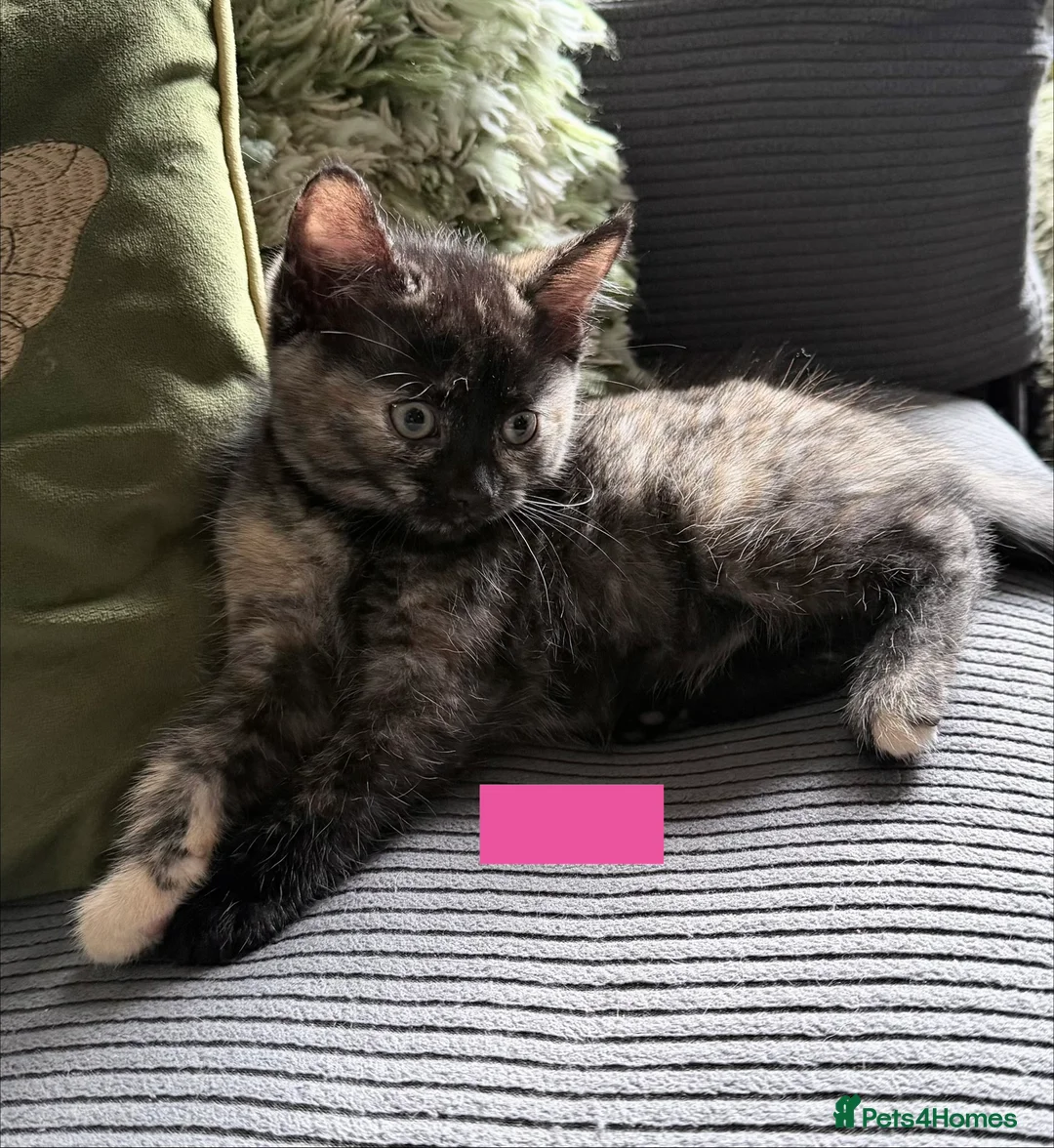 Mixed Breed cats for sale: Beautiful kittens Ready Now - Advert 2